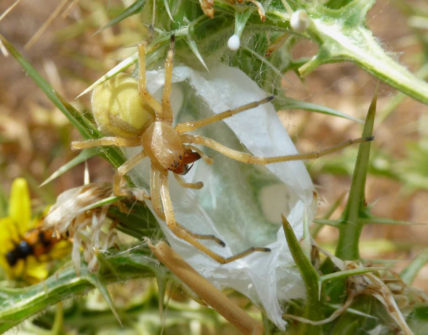 Cheiracanthium nel bozzolo